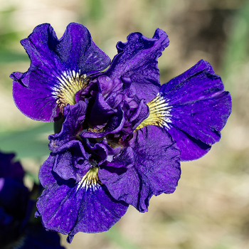 Iris, Siberian, Kaboom Iris, Siberian, Kaboom