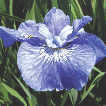 Siberian Iris Lees Blue