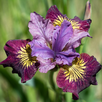 Iris, Siberian, Miss Apple™ Iris, Siberian, Miss Apple™