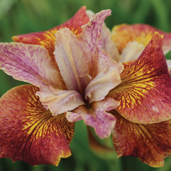 Siberian Iris Paprikash