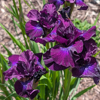 Siberian iris Purplelicious