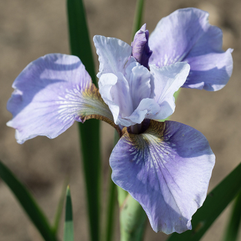 Iris, Siberian, Pleasures of May