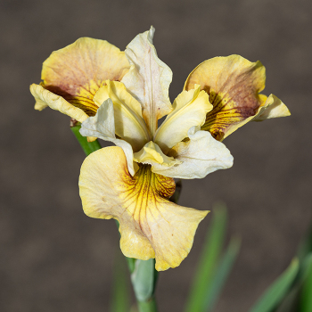 Iris, Siberian, White Amber™