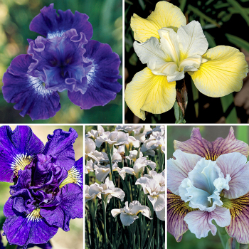 Popular Favorites Siberian Iris Collection