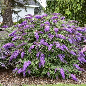 Butterfly Bush (Buddleia), Violet Cascade