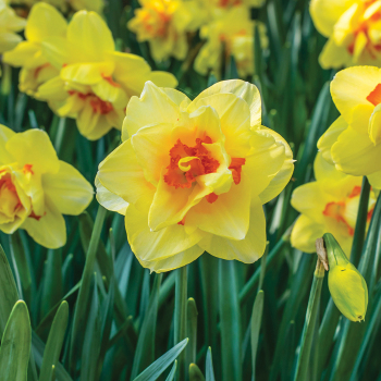 Daffodil, Tahiti, Pack of 6