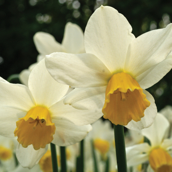 Daffodil, Jack Snipe, Pack of 6