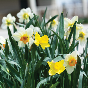 Daffodil, Naturalizing All-Color Mix, Pack of 24 Daffodil, Naturalizing All-Color Mix, Pack of 24