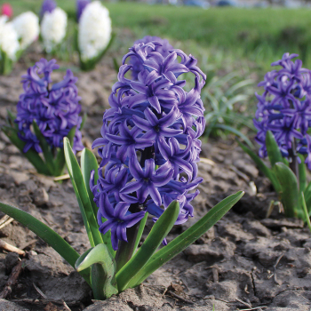 Hyacinth, Blue Jacket, Pack of 6