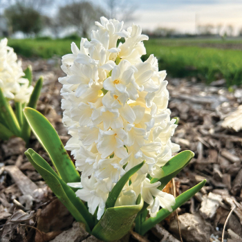 Hyacinth, Carnegie, Pack of 6 Hyacinth, Carnegie, Pack of 6