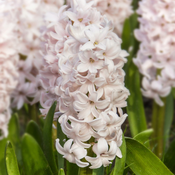 Hyacinth, China Pink, Pack of 6 Hyacinth, China Pink, Pack of 6