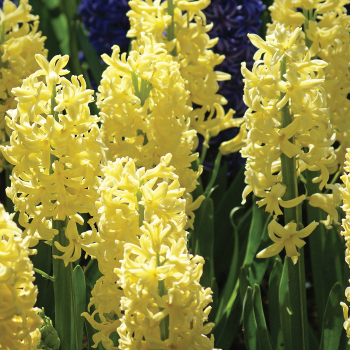 Hyacinth, City of Haarlem, Pack of 6