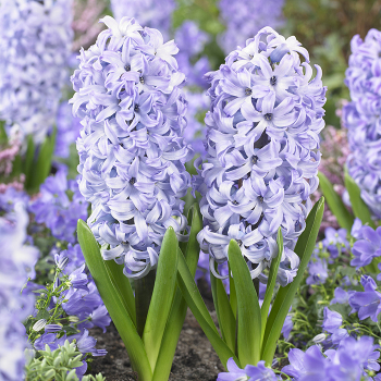 Hyacinth, Chicago, Pack of 6 Hyacinth, Chicago, Pack of 6