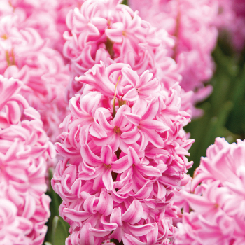Hyacinth