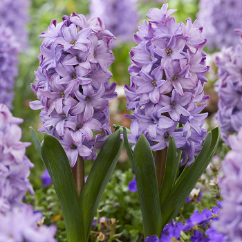 Hyacinth, Purple Star, Pack of 6