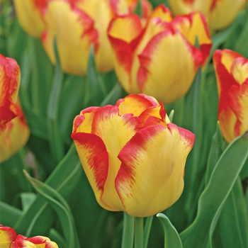 Tulip, Cape Town, Pack of 6