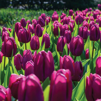 Tulip, Purple Prince, Pack of 6