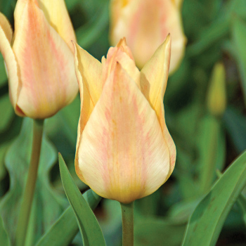 Tulip, Fur Elise, Pack of 6