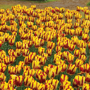 Tulip, Helmar, Pack of 6