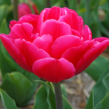 Tulip, Sunset Tropical, Pack of 6