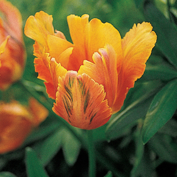 Tulip, Orange Favorite, Pack of 6
