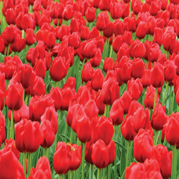 Tulip, Kingsblood, Pack of 6