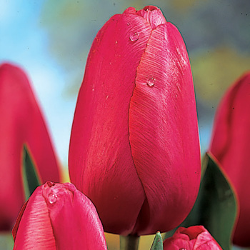 Tulip, Renown, Pack of 6