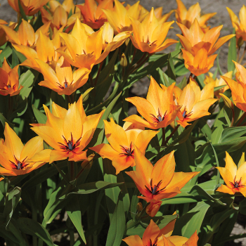 Tulip, Shogun, Pack of 6