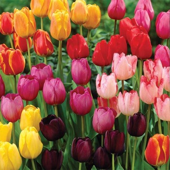 Tulip, Rainbow Parade Mix, Pack of 12