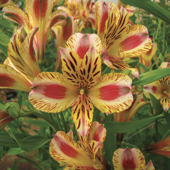 Alstroemeria 'Prima Donna' (Peruvian Lily)