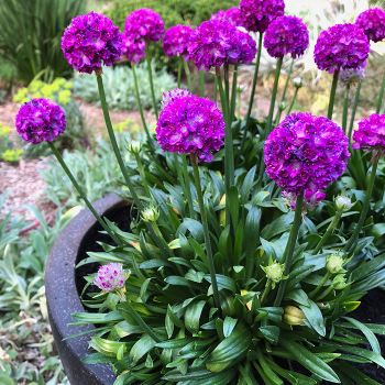 Armeria, Dreameria® Vivid Dreams Armeria, Dreameria® Vivid Dreams