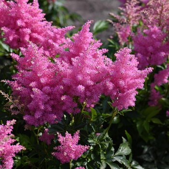 Astilbe, Music™ Honky Tonk