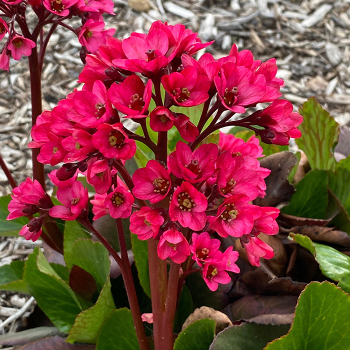 Bergenia, Vintage™ Rose Bergenia, Vintage™ Rose