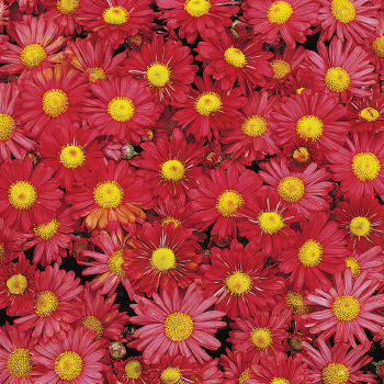 Chrysanthemum Mammoth Red Daisy