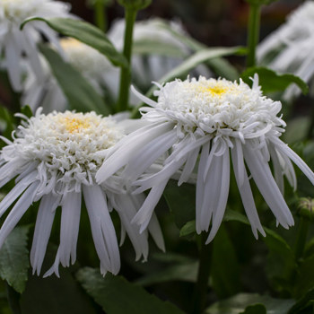 Shasta Daisy (Leucanthemum), Carpet Angel Daisy™ Shasta Daisy (Leucanthemum), Carpet Angel Daisy™