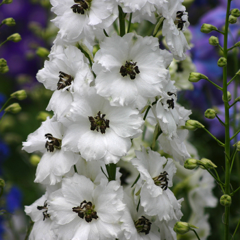 Delphinium, New Millennium™ Black Eyed Angels Delphinium, New Millennium™ Black Eyed Angels