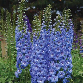 Delphinium New Millennium Blue Lace