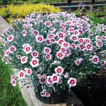Dianthus Mountain Frost Ruby Snow