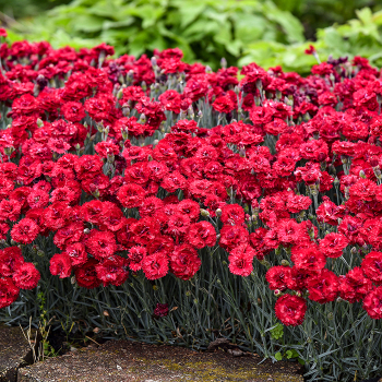 Dianthus, Fruit Punch® Maraschino