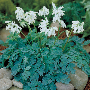 Dicentra Ivory Heart