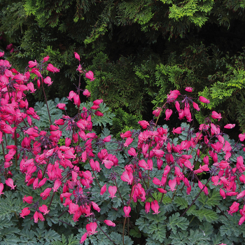 Bleeding Heart (Dicentra), Amore™ Rose Bleeding Heart (Dicentra), Amore™ Rose