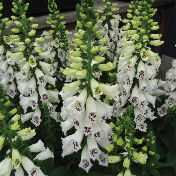 Digitalis Dalmatian White
