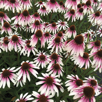 Echinacea (Coneflower), Pretty Parasols Echinacea (Coneflower), Pretty Parasols