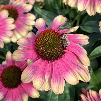 Echinacea (Coneflower), Kismet® Pink Lemonade Echinacea (Coneflower), Kismet® Pink Lemonade