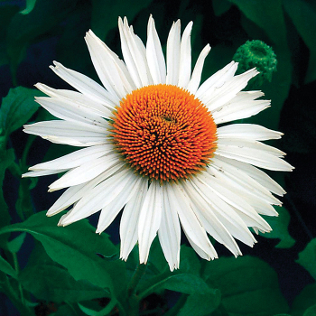 Echinacea Prairie Pillars™ Fragrant Angel