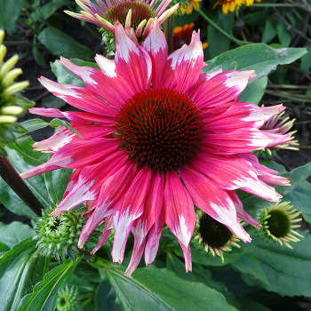 Echinacea Playful Meadow Mama