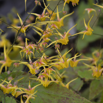 Epimedium, Songbirds Epimedium, Songbirds