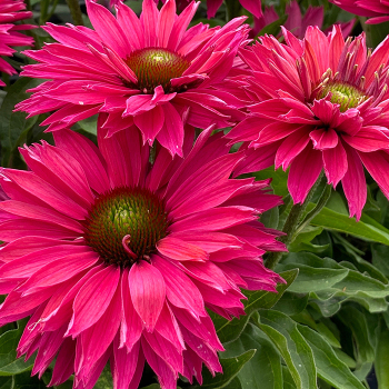 Echinacea (Coneflower), Sunseekers Sweet Fuchsia