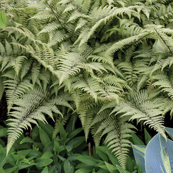 Fern Athyrium Ghost
