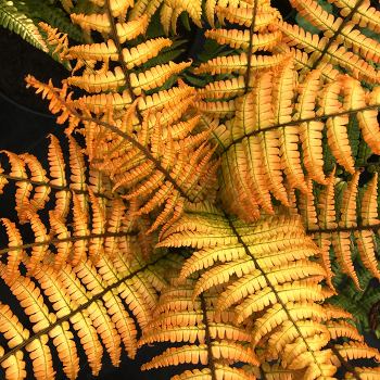 Fern, Jurassic Gold